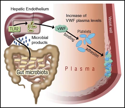 Figure 7. Illustration on the effect of gut microbiota on TLR2 signaling and VWF-mediated platelet deposition to the arterial injury site. Microbial patterns released by commensal microbiota augment VWF synthesis by triggering TLR2 signaling in the hepatic endothelium. In the absence of microbiota, reduced VWF plasma levels result in impaired VWF-integrin binding and reduced platelet deposition to the subendothelial matrix at the arterial injury site.