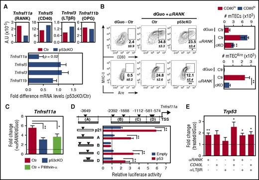 Figure 2. Ablation of Trp53 in TECs limits the expression and responsiveness of RANK. (A) The expression of Tnfrsf11a, Tnfrsf5, Tnfrsf3, and Tnfrsf11b was assessed by qRT-PCR in FACS-sorted mTECs (UEA+Ly51−) from 2-week-old Ctr and p53cKO mice. Values were normalized to 18s ribosomal RNA. Graphs represent data from 4 independent experiments (top). Fold difference in the relative mRNA levels between Ctr (dashed line) and p53cKO mTECs (bottom). (B) E15.5 dGuo-treated FTOCs from Ctr and p53cKO mice were cultured for 4 days with anti-RANK (αRANK). Expression of CD80 and Aire was analyzed in mTECs (UEA+Ly51−) by flow cytometry. Numbers indicate the mean percentage of gated cells. Graphs show the cellularity of mTEC subsets per thymic lobe. Number of asterisks compare mature mTECs from Ctr with p53cKO mice (top). Results are presented as mean ± SEM of 10 to 12 thymic lobes per group from 5 independent experiments. (C) The expression of Tnfrsf11a was analyzed by qRT-PCR in FACS-sorted TECs from Ctr and p53cKO E15.5 dGuo-treated FTOC stimulated over 24 hours with αRANK or αRANK plus Pifithrin-α. Values were normalized as in panel A, and those in TECs from nonstimulated dGuo-treated FTOC were set to 1. Graphs represent data from 3 to 6 independent experiments (mean ± SEM). (D) The region upstream of the Tnfrsf11a (RANK) TSS contains putative p53 response elements (REs) (triangles), identified on the basis of the p53 RE matrix logo (RRRC-A/T-A/T-GYYY motifs, in which R is a purine and Y is a pyrimidine) (MatInspector, rVista, or both, software tolls). DNA fragments (A-D) from the Tnfrsf11a (RANK) and Cdkn1a (p21) loci were cloned into the pGL3-Promoter reporter plasmid. p53 KO MEFs were transiently transfected with the indicated luciferase plasmids along with a p53 overexpressing construct (p53) or an empty construct (Empty). Luciferase reporter activity was normalized to the relative pGL3-promoter signal. Represented is the average of 3 independent experiments (±SEM). (E) The expression of Trp53 was analyzed by qRT-PCR in FACS-sorted TECs from Ctr and p53cKO E15.5 dGuo-treated FTOC stimulated over 24 hours with anti-RANK, recombinant CD40L, and anti-LTβR at different combinations. Values were normalized as in panel A, and those in TECs from nonstimulated dGuo-treated FTOC were set to 1. Data are representative of 4 independent experiments (mean ± SEM). A.U., arbitrary units; MHC, major histocompatibility complex. *P < .05; **P < .01.