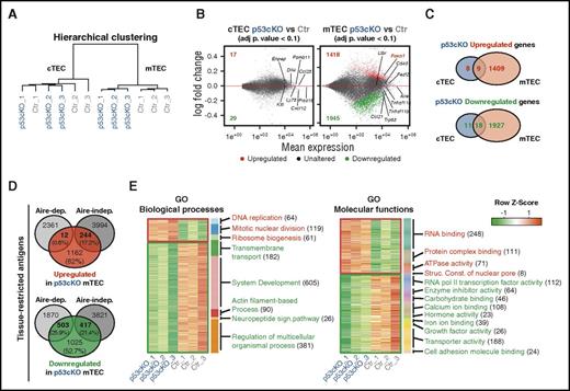 Figure 3. Impact of p53 in the transcriptome of cTECs and mTECs. RNA-Seq analysis of FACS-sorted cTECs and mTECs purified from 2-week-old Ctr and p53cKO mice, including 3 biological replicates per subset. (A) Hierarchical clustering of all samples by gene expression correlation distance for the top 1000 most diverse genes. (B) Comparison of the transcriptome of cTECs from p53cKO versus Ctr mice (left) and mTECs from p53cKO versus Ctr mice (right). Minus-average plots showed the log2-fold change (y-axis) versus the mean expression (x-axis) of total genes obtained by comparison. Genes with a log2-fold change that present an adjusted P value that is <0.1 were called differentially expressed (DE). Upregulated and downregulated DE genes in p53cKO samples are highlighted in red and green, respectively, together with their numbers. Unaltered genes are depicted in gray. (C) Venn diagrams represent the number of upregulated (top) or downregulated (bottom) DE genes in cTECs (blue) and mTECs (salmon) of p53cKO versus Ctr mice. (D) Venn diagrams show the number and proportion of upregulated (red) and downregulated (green) genes of p53cKO mTECs within Aire-dependent or Aire-independent TRA genes, as defined by Sansom et al.25 (E) Heat map of enriched biological processes (left) and molecular functions (right) in upregulated (red) or downregulated (green) DE genes of p53cKO mTECs. Represented are activated (red) or inhibited (green) categories with a marginal posterior probability estimate that is >0.65. In parentheses are indicated the number of DE genes per GO category. Adj p, adjusted P; Aire-dep, Aire-dependent; Aire-indep, Aire-independent; ATP, adenosine triphosphate; Struc. Const., structural constituent.