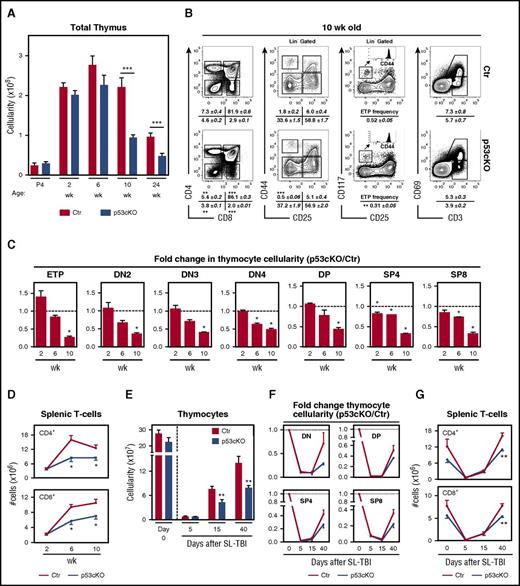 Figure 4. Altered thymopoiesis in p53cKO mice. (A) Thymic cellularity of Ctr and p53cKO mice at various ages. (B) Flow cytometry analysis of T-cell development in 10-week-old Ctr and p53cKO thymus: CD4/CD8 expression on total thymocytes (left); CD44/CD25 expression on DN thymocytes (gated on Lin− cells) (middle left); CD177/CD25 expression on DN thymocytes (gated on Lin− cells) (middle right). ETPs are defined as Lin− CD177+CD44+CD25−; CD69/CD3 expression on total thymocytes (right). Numbers indicate the frequencies of the different subsets (mean ± SEM). (C) Fold change in the number of the indicated thymocyte subsets. For each time point, the values of Ctr mice were set as 1 (dashed line) and compared in relation to p53cKO mice. Graphs represent data from 2 to 3 experiments per time point (n = 6 to 8 mice per group; mean ± SEM). (D) Absolute number of splenic CD4+ and CD8+ T cells in Ctr and p53cKO mice at different time points. (E) Thymocyte cellularity of sublethally irradiated 6-week-old Ctr and p53cKO mice at the indicated time points posttreatment. (F) Fold change in the cellularity of the thymocyte subsets following sublethal total-body irradiation (SL-TBI). For each time point, the values of nonirradiated Ctr or p53cKO mice were set as 1 (dotted line) and to the ones obtained for SL-TBI Ctr and p53cKO thymus, respectively, at each time point. (G) Numbers of splenic CD4+ and CD8+ T cells in Ctr and p53cKO mice after SL-TBI. SL-TBI, sublethal total-body irradiation. *P < .05; **P < .01; ***P < .001.