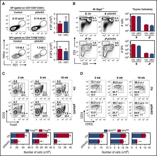 Figure 5. Loss of p53 in TECs reduces specific mTEC-mediated functions. (A) DP (TCRβ+CD4+CD8+CD25−) and SP4 (TCRβ+CD4+CD8−CD25−) thymocytes isolated from 8-week-old Control (Ctr) and p53cKO mice were analyzed for the expression of Helios and PD1. Numbers indicate the mean percentage of gated cells. Graphs show the total number of Helios+PD1+ thymocytes within the DP and SP4 stage and represent data from 2 independent experiments (n = 4 to 5 mice per group; mean ± SEM). (B) Flow cytometry analysis of thymic selection in 8-week-old female and male Ctr and p53cKO Marilyn-Rag2−/− thymus. Numbers indicate the frequencies of SP4 thymocytes (mean ± SEM). Thymic cellularity (top) and the number of SP4 thymocytes (bottom) are depicted on the graphs. Data represent the average of 3 independent experiments (n = 5 to 6 mice per group; mean ± SEM). (C-D) SP4 thymocytes (CD8−CD4+TCRβ+) were analyzed for the expression of CD25 and Foxp3 (C) and CD24 and CD62L (D) at the indicated time points. Numbers indicate the average percentage of gated cells (±SEM). Graphs represent the number of immature (CD25+Foxp3−) and mature (CD25+Foxp3+) regulatory T cells (Tregs) (left) (C); the number of immature (CD24hiCD62Llow) and mature (CD24lowCD62Lhi) SP4 thymocytes (right) (D). The asterisk compares mature Treg and mature SP4 cells between Ctr and p53cKO mice. In panels C-D, graphs represent data from 3 independent experiments (n = 4 to 13 mice per group). Results are presented as mean ± SEM. Ml, Marilyn-Rag2−/− thymus. ♀, female; ♂, male; *P < .05; **P < .01; ***P < .001.