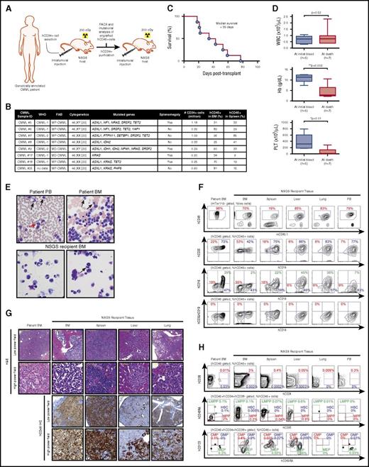 Figure 1. Robust engraftment of CMML patient samples into NSGS mice. (A) Schema of method for engraftment of human CD34+ (hCD34+) cells from the BM of CMML patients into sublethally irradiated NSGS mice and serial transplantation. Each patient sample was injected into 1 NSGS-recipient mouse. (B) Clinical and genetic characteristics of CMML patient samples successfully engrafted along with number of cells transplanted per recipient mouse and chimerism of hCD45+ cells in BM and spleen of NSGS mice, French-American-British (FAB) classification. (C) Kaplan-Meier survival curve of recipient NSGS mice engrafted with CD34+ cells from CMML patients (n = 8). (D) White blood cell (WBC) count, hemoglobin (Hb), and platelet (PLT) count of recipient NSGS mice at initial bleed (2 weeks posttransplantation) and at time of moribund state (the mean value is represented by the line inside the box ± standard deviation represented by lines above and below the box; *P < .05, **P < .01; number of individual mice is represented in the figure). (E) Cytomorphology of primary patient PB and BM (top) and corresponding NSGS-recipient mouse BM xenografted from the same patient (bottom). Black arrows indicate dysplastic neutrophils; red arrow indicates binucleated erythroid precursor; scale: 50 μm. (F) Immunophenotype of a representative CMML patient BM (left column) and tissues from a corresponding recipient mouse xenografted from the same patient (the percentages listed represent the percent of cells within the gate described above each plot). (G) Hematoxylin and eosin (H&E) as well as IHC stain for hCD45+ cells in primary patient BM (left column) and corresponding NSGS tissues (scale bars for low-power field: 200 μm, original magnification ×100; scale bars for high-power field: 50 μm, original magnification ×1600). (H) Flow cytometric analysis for hematopoietic stem and progenitor compartments of BM, spleen, liver, lung, and PB from the same NSGS-recipient mouse (the percentages represent the percent of cells within hCD45+ cells). CMP, common myeloid progenitor; FACS, fluorescence-activated cell sorting; GMP, granulocyte/macrophage progenitor; HSC, hematopoietic stem cell; LMPP, lymphoid-primed multipotent progenitor; MEP, megakaryocyte/erythroid progenitor; MPP, multipotent progenitor.