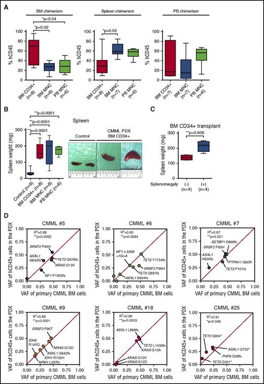 Figure 2. Phenotypic and genetic evaluation of CMML xenografts. (A) Comparison of human CD45 (hCD45) chimerism in the BM, spleen, and PB of NSGS-recipient mice. Recipient NSGS mice were engrafted with purified BM CD34+ cells, BM MNCs, or PB MNCs (the mean value is represented by the line inside the box ± standard deviation represented by lines above and below the box; *P < .05; number of individual mice is represented in the figure). (B) Spleen weights of NSGS-recipient mice engrafted with purified BM CD34+ cells, BM MNCs, or PB MNCs from CMML patients and control mice (left). NSGS-recipient mice that were injected with <0.2 million hCD34+ cells and showed no evidence of engraftment of hCD45+ cells at day 201 posttransplant were used as controls (the mean value is represented by the line inside the box ± standard deviation represented by lines above and below the box; *P < .05, **P < .01; number of individual mice is represented in the figure). Representative photographs of spleens from mice injected with BM CD34+ cells and control mice are shown on the right (each photograph was taken with an inch ruler). (C) Spleen weights of NSGS-recipient mice engrafted with CD34+ cells from CMML patients with (n = 4) or without (n = 4) splenomegaly (the mean value is represented by the line inside the box ± standard deviation represented by lines above and below the box; **P < .01). (D) Variant allele frequency (VAF) of genomic DNA from BM MNCs from CMML patients (x-axis) and corresponding purified hCD45+ cells from engrafted NSGS mice at end stage (y-axis). The correlation of patient and xenograft VAF is measured in each case by the coefficient of determination (R2) and P values calculated by PRISM 6.
