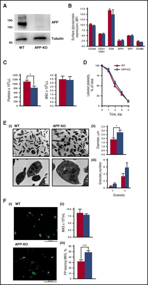 Figure 1. Characterization of platelets from APP-KO mice. In all the graphs, red bars refer to WT mice, and blue bars refer to APP-KO mice. Data are expressed as mean ± SEM and have been obtained from 3 different experiments, unless otherwise specified. (A) Analysis of APP and tubulin (as control) expression in platelets from WT and APP-KO mice by immunoblotting with specific antibodies, as indicated. (B) Analysis of glycoprotein expression by flow cytometry. (C) Platelets and white blood cells count in whole blood. *P < .05. (D) Blood was withdrawn from WT and APP-KO mice at the indicated points after injection of AlexaFluor488-labeled antibodies to GPIX, and the fraction of labeled to unlabeled platelets was determined (n = 5). (E) Electron microscopy analysis of platelet morphology. (i) Representative images at different magnitude (5600×, upper; and 28 000×, lower). Quantification of the mean platelet diameter and number of internal α and dense (δ) granules is reported in (ii) and (iii), respectively. Data have been obtained from the analysis of 50 different platelets from 5 different slides. *P < .05. (F) Analysis of megakaryocytes and proplatelets formation. (i) Representative images of proplatelets forming megakaryocytes from WT and APP-KO mice on staining with anti-tubulin antibody (green) and with Hoechst (blue). Quantification of total megakaryocytes (MKs) and percentage of cells protruding proplatelets (PP) is reported in (ii) and (iii), respectively. ***P < .005.