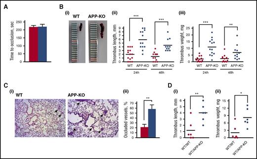 Figure 3. Analysis of thrombus formation in vivo. (A) Photochemical-induced arterial thrombosis assessed as time required for occlusion of femoral artery measured by laser Doppler in WT (red bars) and APP-KO (blue bars) mice. Data are the mean ± SEM of measurements performed on 5 animals for both genotypes. (B) Analysis of deep vein thrombosis. Thrombus formation in the IVC was induced by vein ligation. Thrombi were extracted 24 or 48 hours after surgery. (i) Representative image showing the different size of thrombi from WT and APP-KO mice after 24 hours of ligation. Quantifications of thrombus length and weight at 24 and 48 hours are reported in (ii) and (iii), respectively. **P < .01; ***P < .005. (C) Analysis of thrombus embolization. (i) Staining of lung sections from WT or APP-KO with phosphotungstic acid–hematoxylin. Samples were prepared 48 hours on IVC ligation. Fibrin-occluded vessels are indicated by the arrows. (ii) Analysis of the percentage of occluded vessel observed in the 2 genotypes. Data are presented as mean ± SEM. n = 5. **P < .01. (D) Comparison of venous thrombosis in WT mice transplanted with bone marrow cells from WT animals (WT/WT) and in WT mice transplanted with bone marrow cells from APP-KO mice (WT/APPKO). Thrombus length is reported in (i) and thrombus weight in (ii). *P < .05; **P < .001.