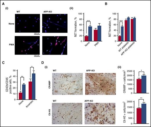 Figure 6. Analysis of NETs formation. In all the panels, red bars refer to WT mice, and blue bars to APP-KO mice. Data are expressed as mean ± SEM of at least 5 different determinations. (A) NETs formation in purified neutrophils from WT and APP-KO mice was visualized by staining for DNA with Hoechst (blue) and for citrullinate Histone H3 (red). Representative images of resting and PMA-stimulated neutrophils are reported in (i), and quantification of the NETs formation expressed as percentage of neutrophils extruding NETs is reported in (ii). ***P < .005. (B) Analysis of NETs formation induced by incubation of WT and APP-KO neutrophils with WT platelets, APP-deficient platelets, or no cells (none), as indicate in the bottom. (C) Flow cytometry analysis of circulating platelet–leukocyte aggregates in blood from WT and APP-KO mice untreated (none) or on stimulation with 0.5 U/mL thrombin, as indicated. *P < .05; **P < .01. (D) Venous thrombi were isolated from WT and APP-KO mice 24 hours on IVC ligation, and stained for the NETs-related markers CRAMP and citrullinated histone H3 (Cit-H3), as indicated. (i) Some representative images, whereas (ii) reports the quantification of the positive cells counted form 5 positive stained fields. Results are reported as mean ± SEM. *P < .05; **P < .01.