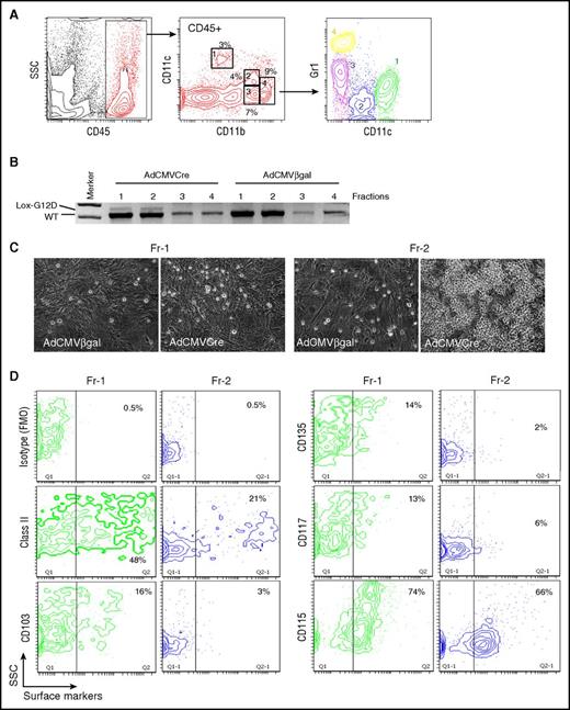 Figure 5. KRASG12D-induced aberrant growth of lung CD11bint CD11cdim Gr1−cells. (A) Flow cytometry profiling of lung myeloid cells in noninduced KRASLSL-G12D mice. CD45+ gated lung hematopoietic cells contain CD11blowCD11c+ (Fr-1), CD11bintCD11cdimGr1− (Fr-2), CD11bintCD11c-Gr1int (Fr-3), and CD11bhighGr1high (Fr-4) myeloid populations. Gr1 expression profiles of the 4 myeloid populations are indicated in the bottom CD11c/Gr1 contour plot. (B) PCR detection of recombination of the KRASG12D allele in the sorted myeloid populations (Fr-1 to 4 from noninduced KRASLSL-G12D mice) infected with AdCMVCre or AdCMVβgal at MOI = 100 for 72 hours. (C) Representative phase-contrast images of AdCMVβgal or AdCMVCre-infected Fr-1/2 cells (sorted from noninduced KRASLSL-G12D mice) cultured on lung fibroblast feeders for 4 weeks. Original magnification ×200. (D) Flow cytometry analysis of noninduced Fr-1/2 cells for DC marker expression.