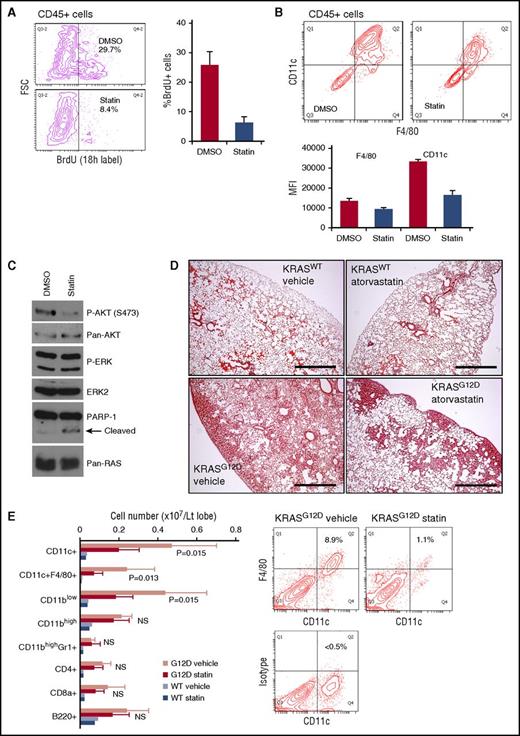 Figure 7. Atorvastatin suppresses KRASG12D-induced lung myeloid pathology. (A) Effects of in vitro atorvastatin treatment on BrdU incorporation in CD45+ cells developing in AdCre/KRASG12D whole-lung cell cultures. Mixed-lineage cultures established from whole-lung cells during the first week were treated for 96 hours with dimethyl sulfoxide (DMSO) or 3.3 μM atorvastatin (statin) in serum-free media, and labeled with BrdU for 18 hours. BrdU incorporation in developed CD45+ cells was measured by flow cytometry. Representative contour plots are indicated on the left, and the percentage of BrdU+ in the CD45+ cells is summarized in the right bar graph (n = 3, mean + SD). (B) Effects of in vitro atorvastatin treatment on CD11c and F4/80 expression on CD45+ cells developing in AdCre/KRASG12D whole-lung cell cultures. Cells developed and treated as in panel A were analyzed by flow cytometry. Representative contour plots are indicated in the top, and mean fluorescence intensity (MFI) values of CD11c and F4/80 staining are summarized in the bottom bar graph (n = 3, mean + SD). (C) Immunoblot analysis of ERK/AKT phosphorylation and PARP-1 cleavage in AdCre/KRASG12D lung-derived CD11c+ cells treated with atorvastatin. Freshly harvested/enriched CD11c+ cells were cultured for 24 hours with 3.3 μM atorvastatin or DMSO in serum-free media for protein harvest. (D) H&E staining of lung sections from AdCre/KRASWT and AdCre KRASG12D mice treated with either vehicle or atorvastatin (10 mg/kg, daily for 5 weeks). Scale bar, 0.5 mm. (E) Lung hematopoietic-lineage cell numbers were quantitated in AdCre/KRASG12D mice treated with vehicle or atorvastatin (G12D vehicle/statin, n = 5 each), and control AdCre/KRASWT mice were similarly treated (WT vehicle/statin, n = 2 each). The bar graph summarizes each hematopoietic-lineage cell number per left lobe (mean + SD), and P values by Student t test between G12D vehicle/statin mice are indicated. Representative contour plots for CD11c-F4/80 staining of whole-lung cells obtained from G12D vehicle/statin mice are indicated on the right. FSC, forward scatter; NS, not significant; p-AKT, phosphorylated AKT; p-ERK, phosphorylated ERK.