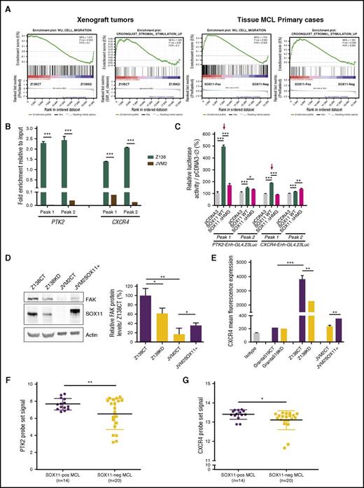 Figure 1. SOX11 directly regulates CXCR4 and PTK2 gene expression. (A) GSEA analysis on gene expression profiling microarray data from SOX11+ (Z138CT) and SOX11KD (Z138KD) xenograft tumors and tissue SOX11+ and SOX11− MCL primary cases, using microenvironment-related gene sets described in “Methods.” Normalized enrichment score (NES), P value, and false-discovery rate (FDR) are shown. FDR <0.2 indicates statistical significance. (B) ChIP-qPCR enrichment in Z138 and JVM2 MCL cell lines of the SOX11 pulldown in CXCR4 and PTK2 loci (peak 1 and peak 2; supplemental Figure 1). DNA enrichment is displayed as fold change relative to their respective input chromatin. (C) Luciferase assays in transient cotransfections of CXCR4 and PTK2 enhancer GL4.23Luc (peak 1 and peak 2) with full-length SOX11 (pcDNA3SOX11) and truncated SOX11 (pcDNA3 ∆HMGSOX11) in HEK293T cell line. Results are shown as percentage fold induction referred to luciferase activity in cotransfection with the empty vector (pcDNA3-Ø). Red arrows indicate the most significant activated enhancers by SOX11 expression. (D) Western blot experiments showing total cellular FAK and SOX11 protein levels in Z138CT, Z138KD, JVM2CT, and JVM2SOX11+ MCL cell line models (“Methods”). Notice that the slight band shift of SOX11 in JVM2SOX11+ is a result of its expression with a FLAG tag. Actin was used as a loading control (left). Bar graph representing fold change differences in percentage of FAK protein levels in MCL cell lines, corrected by quantification of actin expression levels. Relative fold enrichment is displayed in reference to FAK protein levels of the SOX11+ Z138CT cell line (right). (E) Bar graph representing the mean fluorescence of FC experiments showing the expression levels of cellular surface CXCR4 protein levels in Granta519 and Z138CT vs its KD counterparts and JVM2SOX11+ vs JVM2CT MCL cell lines. Granta519 was used as a CXCR4− control cell line. Isotype immunoglobulin G control antibody was used as a negative CXCR4 control staining. Average levels of the PTK2 (F) and CXCR4 (G) probe set signals obtained from the analysis of Affymetrix HG-U133 2.0 plus microarrays from our 34 PB primary MCL tumors (14 SOX11+ and 20 SOX11−). Bar plot represents the mean percentage ± standard deviation of 3 independent experiments. The significance of difference was determined by independent samples Student t test: *P < .05, **P < .01, ***P < .001. WT, wild type.