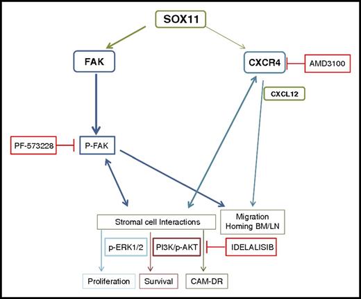 Figure 7. Hypothetical model for SOX11/CXCR4/FAK axis regulating MCL cell migration, crosstalk with the protective stromal microenvironment, progressive growth, and resistance to conventional treatments. SOX11 directly regulates CXCR4 and PTK2/FAK gene transcription, also influenced by tumor microenvironment factors. CXCR4 overexpression in SOX11+ MCL cells and CXCL12 secretion by stromal cells at the tumor microenvironment enhance p-FAK at Y397, promoting MCL cell migration and adhesion to BM and LNs in a SOX11-dependent manner. The SOX11/CXCR4/FAK axis in MCL cells promotes crosstalk with BM stromal cells for protective microenvironment interactions through the activation of the PI3K/AKT and ERK1/2 FAK-downstream signaling pathways that contribute to stromal-induced cell proliferation, survival, and drug resistance (CAM-DR). Targeting FAK, CXCR4/CXCL12, and/or PI3K pathways could constitute new therapeutic strategies to disrupt the protective microenvironment interactions in relapsed/refractory aggressive MCL.