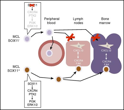 Balsas et al show how SOX11 expression in MCL (here marked with a brown nuclear staining) activates a gene expression program mediating cell adhesion and homing in lymph nodes and bone marrow. This gene program controls the expression of CXCR4 and FAK, which are critical mediators of cell-cell interactions driving the migration and homing of MCL cells into these tissues. SOX11 depletion, or lack of SOX11 expression as it occurs in a subset of indolent, leukemic non-nodal MCLs (blue-only cells), prevents these interactions, causing the redistribution of MCL cells to peripheral blood, away from homing tissue niches. PI3K, phosphatidylinositol 3-kinase. ERK, extracellular signal-regulated kinases.
