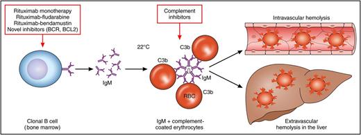 Etiology and treatment of primary cold agglutinin disease. Clonal B cells in the bone marrow produce IgMκ antibodies against the I antigen, which bind to erythrocytes (RBC) at low temperatures. This results in coating of erythrocytes with complement C3b and subsequent destruction by intravascular, but predominantly extravascular, hemolysis in the liver. Treatment strategies include (1) direct targeting of the B-cell clone by rituximab or rituximab-containing immunochemotherapy and possibly B-cell receptor (BCR) or BCL2 inhibitors, or (2) interference with complement coating or erythrocyte destruction.