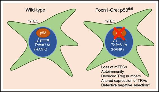 p53 is expressed in mTECS and promotes the expression of Tnfrsf11a (RANK). Conditional knockout of p53 in TECs results in reduced expression of RANK, a reduction in the overall number of mTECs, tissue-specific autoimmunity, and altered expression of TRAs. p53 is a critical modulator of mTEC homeostasis and the generation of a self-tolerant T-cell repertoire.