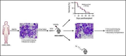 Establishment of a robust PDX model of CMML and JMML. Experimental schema employed by Yoshimi et al to establish and characterize the PDX model of CMML and JMML. Well-annotated primary patient samples from either the bone marrow (BM) or peripheral blood (PB) of CMML and JMML patients were used. Both human CD34-enriched cells (CD34+) and unfractionated mononuclear cells (MNCs) engrafted sublethally irradiated NSG-SGM3 mice after intrafemoral (IF) or IV injection. Survival and extensive analyses of the xenografted disease was performed. Secondary transplantation and in vivo drug (Rx) testing was performed. Path images courtesy of Andrea Marcogliese, Texas Children’s Hospital. The figure has been adapted from Figure 1 of Yoshimi et al that begins on page 397.