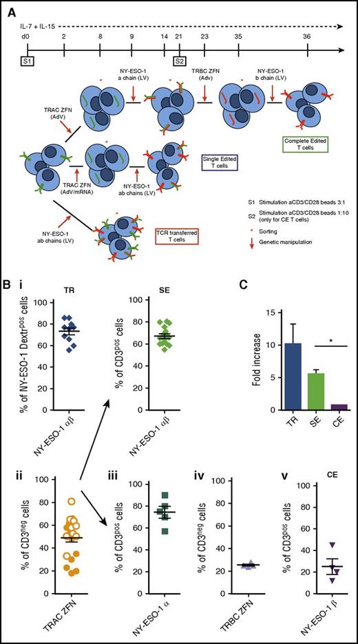 Figure 1. TCR gene transfer, TCR SE, and TCR CE redirect T cells toward NY-ESO-1. (A) Illustration summarizing procedure and timeline for the production of CE (upper panel), SE (middle panel), and TCR transferred (TR; lower panel) NY-ESO-1–redirected T cells. CE: At day 0 T cells harvested from healthy donors are stimulated with cell-sized beads coated with anti-CD3/CD28 antibodies (cell/bead ratio = 3:1) and kept in culture with low doses of IL-7 and IL-15 (5 ng/mL each). Two days later, the gene encoding for the constant region of the α chain (TRAC) is permanently disrupted by ZFNs delivered through AdVs. Gene modified cells are identified as CD3neg, sorted by magnetic selection at day 8, and subsequently transduced with an LV to express the NY-ESO-1157-165 TCR α chain. T cells expressing the tumor-specific TCR α chain reexpress CD3 on cell surface and can thus be selected and restimulated with a cell/bead ratio of 1:10 (S2). The subsequent steps of TRBC ZFN delivery (to disrupt the β chain constant region gene of the endogenous TCRs), CD3neg cell sorting, and NY-ESO-1157-165 TCR-specific β chain transduction occur at days 23, 35, and 36, respectively. The final T-cell product, after 5 to 6 weeks of cell manipulation, is a population of CE T cells fully and permanently redirected toward the NY-ESO-1 antigen. SE: After stimulation (S1), superimposable to that of the CE protocol, the TRAC gene is permanently disrupted by ZFNs delivered through AdVs or mRNA electroporation. CD3neg cells are sorted and at day 9, transduced with an LV encoding the NY-ESO-1157-165 TCR α and β chain genes. SE CD3pos T cells, obtained in 2 weeks within S1, although still bearing the endogenous β TCR chains, are completely devoid of their endogenous TCR repertoire. TR: Two days after S1, activated T cells are transduced with an LV encoding for the NY-ESO-1157-165 TCR α and β chains. Transduced cells are subsequently sorted either by Vβ13.1 or by NY-ESO-1157-165 dextramer. (B) The efficiency of each manipulation step used in the CE, SE, and TR protocols was determined by flow cytometry on 4 healthy donors as follows: (i) transduction efficiency of the LV encoding for the NY-ESO-1157-165 TCR (NY-ESO-1 α and β chains) for transferred (upper left panel) and SE (upper right panel) cells was determined by the quantification of NY-ESO-1 dextramerpos and CD3pos cells respectively; (ii) TRAC ZFN activity by AdV (orange dots) or mRNA electroporation (white dots) was measured by quantification of CD3neg cells (lower left panel); (iii) transduction efficiency of LV encoding for the single NY-ESO-1 TCR α chain was determined by quantification of CD3pos cells; (iv) TRBC ZFN adenoviral activity was measured by the quantification of CD3neg cells; and (v) transduction efficiency of LV encoding for the single NY-ESO-1 β chain was assessed by quantifying CD3pos cells (lower right panels). (C) Fold increase in the number of NY-ESO-1–redirected TR, SE, and CE T cells at the end of the manipulation procedure. Means and standard error of the mean (SEM) shown. *P = .013.