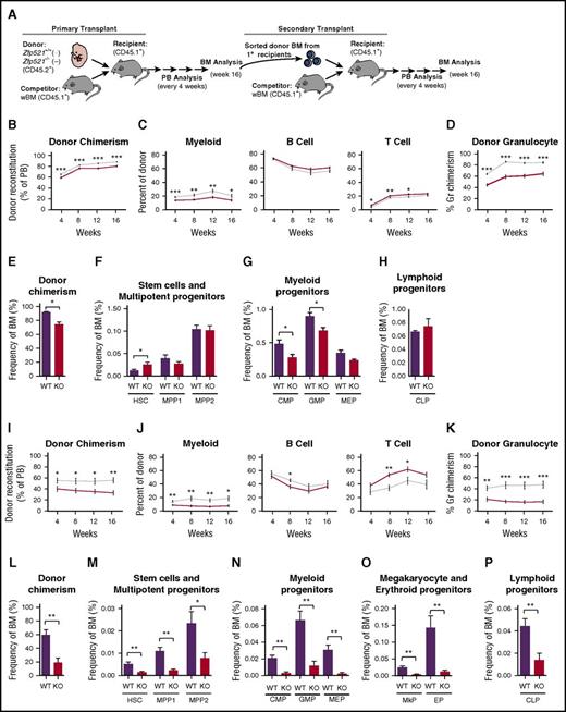 Figure 1. ZFP521 regulates murine HSC self-renewal and differentiation. (A) Schematic representation of serial competitive transplantation studies. (B-D) Peripheral blood analysis of primary transplant recipients (10 recipients per genotype) of WT (Zfp521+/+) and Zfp521 KO (Zfp521−/−) whole fetal liver cells showing (B) total donor chimerism; (C) donor contribution to myeloid, B, and T cells; and (D) granulocyte chimerism. (E-H) Bone marrow analysis at 16 weeks posttransplantation showing (E) total chimerism and frequencies of (F) HSCs, MPPs (MPP1 and MPP2), (G) CMPs, GMPs, megakaryocyte-erythroid progenitors (MEPs), and (H) CLPs. Peripheral blood analysis of secondary transplant recipients (10 recipients per genotype) showing (I) total donor chimerism; (J) donor contribution to myeloid, B, and T cells; and (K) granulocyte chimerism. (L-P) Bone marrow analysis at 16 weeks posttransplantation showing (L) total chimerism and frequencies of (M) HSCs, MPP1, and MPP2; (N) CMPs, GMPs, and MEPs, (O) megakaryocyte progenitors, and erythroid progenitors, and (P) CLPs. Unpaired t test: *P < .05, **P < .01, ***P < .001. BM, bone marrow; EP, erythroid progenitor; Gr, granulocyte; MkP, megakaryocyte progenitor; PB, peripheral blood; wBM, whole bone marrow.