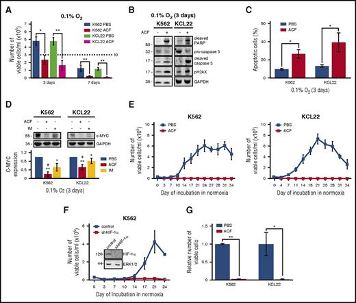 Figure 2. ACF induced apoptosis and suppressed c-Myc expression and stem cell potential in CML cells. Cells were treated with PBS or 5 µM ACF or 1 µM IM and incubated at 0.1% O2 for the indicated times (primary culture; LC1). (A) Viable cells were counted at the indicated times of LC1. Dashed line indicates the number of plated cells. Values represent mean ± S.D. of data obtained from 3 independent experiments, each carried out in triplicate; *P ≤ .05, **P ≤ .01. (B) Total cell lysates were subjected to immunoblotting with the indicated antibodies. GAPDH was used to verify equalization of protein loading. Migration of molecular weight markers is indicated on the left (in kilodaltons). One representative experiment of 3 is shown. (C) Cells were stained with annexin V–APC and analyzed by flow cytometry. Values represent mean ± S.D. of data obtained from 3 independent experiments, each carried out in triplicate; *P ≤ .05. (D) Total cell lysates were subjected to immunoblotting with the indicated antibodies. GAPDH was used to verify equalization of protein loading. Migration of molecular weight markers is indicated on the left (in kilodaltons). One representative experiment and densitometric analysis of data from 4 independent experiments are shown; values represent mean ± S.D.; vs PBS: *P ≤ .05, **P ≤ .01; vs IM: #P ≤ .05. (E) Cells were transferred from day 7 LC1 to drug-free normoxic secondary cultures (LC2) to determine the maintenance of stem cell potential in LC1 via the counting of viable cells at the indicated times of incubation in LC2. Values represent mean ± S.D. of 3 independent experiments. (F) K562 cells stably transfected with shRNA against HIF-1α (shHIF-1α) or control shRNA were incubated in low-oxygen LC1 for 7 days and then transferred to normoxic LC2, to count viable cells at the indicated times of incubation in LC2. Values represent mean ± S.D. of 3 independent experiments. (F, inset) Cells from time 0 LC1 were lysed and subjected to immunoblotting with the indicated antibodies. ERK1/2 was used to verify equalization of protein loading. Migration of molecular weight markers is indicated on the left (in kilodaltons). (G) Cells were treated with PBS or 5 µM ACF from day 6 to day 9 of incubation in low-oxygen LC1 and then transferred to drug-free normoxic LC2 to count viable cells. Data, relative to the peak of LC2 repopulation (day 21), are expressed as fraction of the value obtained for PBS. Values represent mean ± S.D. of data obtained from 4 independent experiments; *P ≤ .05, **P ≤ .01.