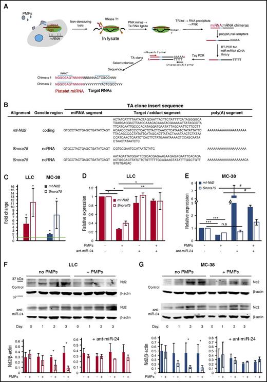 Figure 6. RNA targets of PMP-derived miR-24. (A) Schematic for low-throughput miRNA target identification. PMP-treated cells were lysed posttrypsinization by suspension in hyposmotic buffer followed by sonication. Whole-cell extracts were treated with RNase T1, 3′ end blocking with PNK minus lacking 3′ phosphatase activity, followed by T4 RNA ligase. RNA extracted from these samples with TRIzol was tagged with poly(dA) tails and subjected to first-strand cDNA synthesis, followed by conventional PCR with Taq polymerase using miRNA-specific 5′ primers and poly(dT) 3′ primer, direct cloning of unsorted PCR products into the pCR2.1 (TA) vector, and transformation of the DNA ligation reactions into E coli. Colonies were selected and plasmid DNA preparations were analyzed by conventional sequencing. (B) miR-24:target RNA adduct clones. TA clones with inserts matching unique sequences are shown. The insert sequences are separated in the table into the apparent miRNA segment, the cognate target/adduct segment, and the poly(A) segment. (C) mt-Nd2 and Snora75 RNA enrichment in RISC complexes following tumor cell exposure to PMPs. Shown are qPCR ratios for mt-Nd2 and Snora75 RNA content in Ago2 immunoprecipitate (IP) fractions from LLC (left) or MC-38 cells (right) treated with PMPs, relative to IP fractions from untreated cells. *P < .05 (n = 3). (D) LLC cells were transfected with 25 μg of phosphorothioate, LNA 8-nt control or antagomiR-24 (ant-miR-24), 24 hours prior to PMP exposure. RNA was isolated from cells 16 hours after exposure to PMPs or blank media. qRT-PCR was performed using 100-bp PCR fragments of each transcript, and relative expression levels were quantified using GAPDH as a housekeeping gene control, normalized to target RNA expression in untreated cells, shown as 1. *P < .001; **P < .05 (n = 7). (E) MC-38 cells treated and analyzed as in panel D. ***P < .01; #P < .02 (n = 5). All histograms, shown ± SEM. (F-G) Western blotting with α-mt-Nd2 antibodies (Nd2) of lysates of cells treated with PMPs for up to 3 days. β-actin was used as a loading control. Densitometry results are shown for Nd2/β-actin ratios, ± SEM for 3 independent experiments. *P < .05, all others n.s.