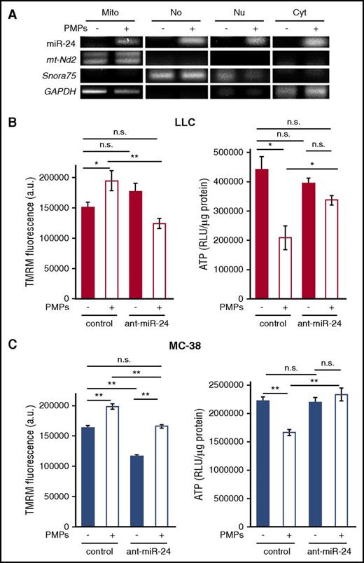 Figure 7. PMP-transferred miR-24 inhibits mitochondrial function in tumor cells. (A) cDNA from RNA isolated from mitochondria (Mito), nucleolar (No), nuclear (Nu), and postmitochondria (Cyto) fractions of untreated and PMP-treated LLC cells (−/+) was subject to PCR for the indicated genes. (B) Mitochondrial membrane potential (TMRM, left) and ATP levels (right) were assessed in LLC cells ± PMPs and antagomiR-24 as indicated. (C) TMRM (left) and ATP (right) in MC-38 cells, treated as in panel B. *P < .01; **P < .0001 (n = 3). All histograms, shown ± SEM. RLU, relative luminescence unit.