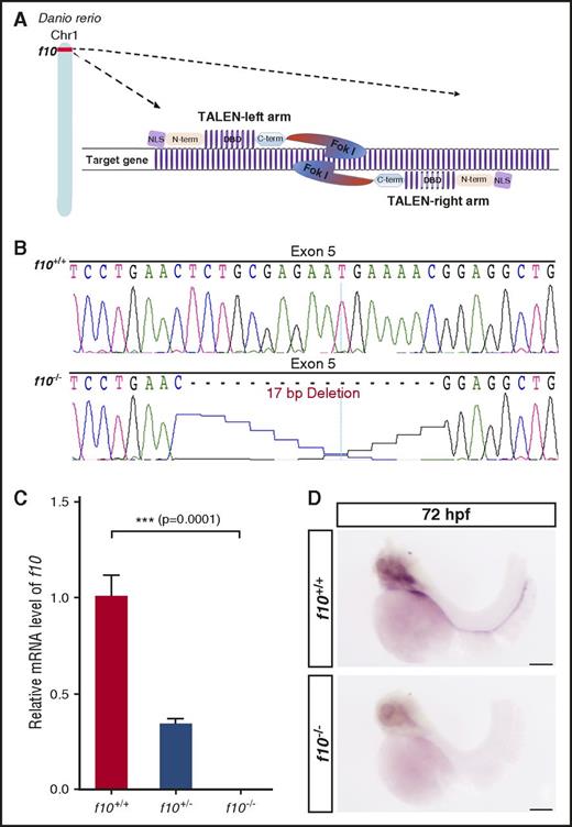 Figure 2. Genome editing of f10 using TALENs results in a frameshift and null allele. (A) Schematic diagram of TALENs used for targeted mutagenesis of f10. (B) Targeting of f10 exon 5 using a TALEN resulted in frameshift mutations. The 17-bp deletion mutant used for subsequent studies is shown. (C) Expression of f10 mRNA is reduced in heterozygous and undetectable in homozygous mutants, as evaluated by RT-PCR (each genotype was evaluated in triplicate). (D) Whole-mount in situ hybridization with an antisense probe demonstrates absence of expression in f10−/− mutants. Anterior is toward the left, and dorsal is toward the top. Scale bar, 100 µm. Chr1, chromosome 1; C-term, C-terminal domain; DBD, DNA-binding domain; Fok I, Fok I nuclease; NLS, nuclear localization signal; N-term, N-terminal domain.