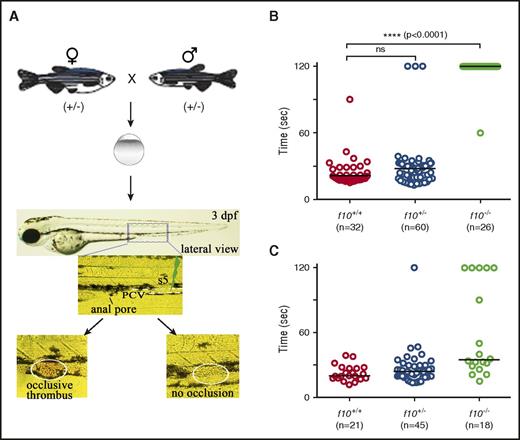 Figure 5. Absence of hemostasis in f10 mutant larvae. (A) Schematic diagram of laser-induced endothelial injury of the PCV at the 5th somite (s5) caudal to the anal pore in larvae at 3 dpf. Hemostasis was evaluated by documenting the time to occlusion ≤120 seconds (sec) after laser-induced endothelial injury. (B) The time to occlusion was significantly prolonged in f10−/− larvae in comparison with f10+/+and f10+/− siblings (P < .0001, Mann-Whitney U test). (C) Injection of wild-type zebrafish f10 complementary DNA (cDNA) under control of the ubi promoter into 1-cell–stage embryos resulted in significant rescue of the hemostatic defect in 72% of f10−/− larvae at 3 dpf when compared with uninjected mutants (P < .05). Horizontal bars represent the median time to occlusion. ns, not significant.