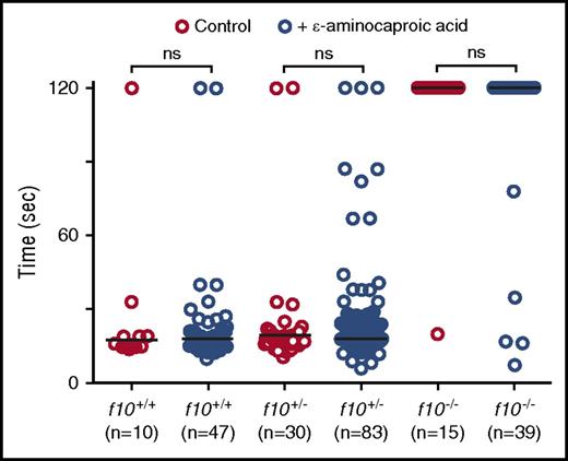 Figure 6. Treatment with ε-aminocaproic acid does not reverse the hemostatic defect in f10 mutants. Offspring from f10+/− incrosses were treated with ε-aminocaproic acid at 24 hpf and tested for the ability to form a clot in the PCV in response to laser-mediated endothelial injury at 3 dpf, after which genotyping was performed. There was a slight increase in the percentage of occlusion in treated f10−/− larvae (12.8% vs 6.7% in controls). However, this increase was not statistically significant and likely represents background thrombus formation occasionally observed in homozygous mutants. Horizontal bars represent the median time to occlusion. ns, not significant; sec, second.