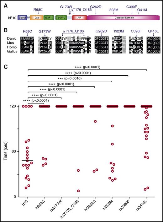 Figure 7. In vivo functional evaluation identifies causative variants for human F10 deficiency. (A) Schematic diagram of the human F10 domain structure and position of known and suspected F10 variants associated with bleeding. (B) Multiple sequence alignment of peptides containing human F10 variants shows conservation across vertebrate species. Protein sequences are from human (Homo; NP_000495.1), mouse (Mus; NP_001229297.1), chicken (Gallus; NP_990353.1), and zebrafish (Danio; NP_958870.2). The altered residues are marked by arrows. (C) Human F10 variants were engineered into the orthologous positions of the zebrafish f10 cDNA and placed under the control of the ubi promoter. The expression vectors were injected into the cytoplasm of 1-cell–stage offspring from f10+/− incrosses. The endothelium of the PCV was injured by laser ablation at 3 dpf, and the time to complete occlusion recorded, after which genotyping was performed. Numbering represents the human amino acid positions. The first 2 variants tested were G262D and C390F, both of which are known to cause clinically significant human F10 deficiency. The subsequent variants, R68C, G173W, ∆T176_Q186, I323M, Q416L, were identified in patients with F10 deficiency and clinically significant bleeding, but are not yet proven to be causative. Although I323M and Q416L showed a trend toward occlusion, none of the variants examined could significantly rescue the hemostatic defect of mutants (P < .001 by Mann-Whitney U test). Horizontal bars represent the median time to occlusion. n ≥ 18 for each variant tested. AP, activation peptide; EGF-1/2, epidermal growth factor-like domains 1/2; Gla, Gla domain; PP, propeptide.