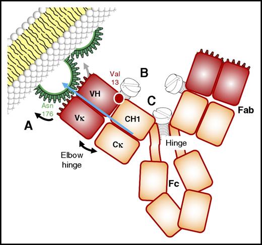 Figure 2. Mechanics of CD20 recognition by anti-CD20 antibodies, and its relationship with direct cytotoxicity. (A) RTX and OBZ bind roughly the same epitope on the larger loop of CD20 but, depending on the recognition of Asn76 (OBZ and type II mAbs) or not (RTX and type I mAbs),7 the paratope shifts by a few notches, modifying the orientation of the Fab arm (blue arrow) relative to CD20 and the target cell membrane. (B) During the process of humanization of the parental murine mAb of GA101 (OBZ), the white-circled purple residue at position 13 (IMGT unique numbering) was demonstrated to be critical direct cytotoxicity, and must be a valine.6 This residue is very close to Phe150 (Eu numbering) in the CH1 domain, and is thought to be responsible for the wider elbow angle of OBZ relative to RTX.7 Tightening or loosening the screw responsible for this elbow hinge is therefore another way to influence direct cytotoxicity. (C) Replacing the serine residues 131 (CH1) or 229 (hinge) (Eu numbering) of RTX by cysteines, as in human IgG2, enhances RTX-mediated apoptosis and tends to create conditions of half maximal binding to CD20, as for type II mAbs.21 These residues probably create different inter–heavy chain disulfide bridges, rendering the hinge more rigid and also widening the Fab-Fab angle. Here again, tightening or loosening the screw of this hinge is another way to influence direct cytotoxicity.