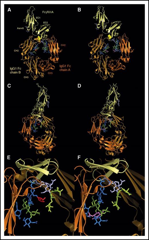 Figure 3. Structure of a fucosylated and an afucosylated IgG1 Fc bound to FcγRIIIA-158V, as determined by Ferrara et al.85 Top panel, “front” view. The 2 CH2 domains asymetrically bind to the extracellular domain 1 (EC1) of FcγRIIIA. The polymorphic residue FcγRIIIA-158 (represented as spheres) is in close contact with residues of the IgG1 Fc B chain and directly influences Fc-FcγRIIIA interaction. The CH2 N-glycans, anchored at Asn297 (Eu numbering), are face to face in the center of the Fc, and their nonreducing ends point in the direction of the CH3 domains. In the fucosylated Fc (A), the N-glycans (fx1) are composed of 4 GlcNAc residues (blue), 3 Man residues (green), and 1 fucose residue (red), attached to Asn. In the afucosylated Fc (B), the N-glycans (fx2) lack fucose and contain an additional bisecting GlcNAc residue, highlighted in violet. Two FcγRIIIA N-glycans are present: the first one is anchored at Asn45 in the EC2 domain (only its 2 first GlcNAc residues are visible but its antennae should point in the direction of the CH2 domain of the Fc B chain), and the second one at Asn162 (represented with its 2 GlcNAc and its 3 Man residues; fx3) is in great part masked by the N-glycan of the Fc A chain. Whether the Fc is fucosylated (A) or not (B), the overall structure is about the same. Middle panel, “side” view, after a 90° rotation of the top panel. The N-glycan of the Fc B chain has been masked for clarity. The FcγRIIIA Asn162 N-glycan is more visible (paler colors according to the Fc Asn297 N-glycan); its nonreducing ends (high mannose in case of NK cells) diverge from the Fc. These 2 glycans nevertheless directly interact through their core residues (GlcNAc and Fuc in panel C, GlcNAc only in panel D). Bottom panel, Enlargement of the middle panel. The presence of the bisecting GlcNAc residue (violet) in the afucosylated Fc (F) does not modify the orientation of the Fc N-glycan, but the presence of a fucose (E) pushes away the FcγRIIIA Asn162 N-glycan, creating a steric hindrance and reducing Fc-FcγRIIIA affinity. The figures were generated from structures available in the Protein Data Bank, under accession numbers 3SGF for the fucosylated Fc bound to FcγRIIIA-158V and 3SGK for the afucosylated Fc bound to FcγRIIIA-158V, using the PyMOL Molecular Graphics System, version 1.7.4.