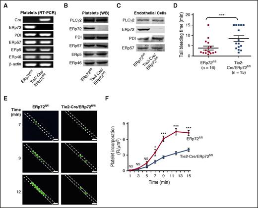 Figure 1. Intravascular ERp72 is required for hemostasis and platelet accumulation into a growing thrombus. (A-C) Characterization of Tie2-Cre/ERp72fl/fl mice. (A) Platelet mRNA expression was evaluated by RT-PCR to demonstrate the absence of ERp72 mRNA. The mRNA expressions of other PDIs serve as control. Western blots of platelet (B) and endothelial (C) lysates using a polyclonal rabbit anti–ERp72 antibody and antibodies against PDI, ERp57, ERp46, and ERp5. Shown are the PLCγ2 loading controls for ERp72. Separate loading controls were run for ERp57, ERp5, and ERp72 with similar amounts of protein found in each sample (not depicted). Blots are representative of 3 separate experiments. (D) Tail bleeding times; ***P < .001, Student t test. (E and F) Incorporation of platelets into growing thrombus in ERp72fl/fl mice and Tie2-Cre/ERp72fl/fl mice was detected by Alexa 488 anti-CD41 using FeCl3-induced mesenteric arterial injury. Mean artery diameters were 125.2 ± 2.6 μm in ERp72fl/fl mice and 121.3 ± 2.1 μm in Tie2-Cre/ERp72fl/fl mice (P = not significant). (E) Images at 7, 9, and 12 minutes. Dotted lines mark the vessel wall. Scale bar, 200 μm. Images are original magnification ×100. (F) Composite of fluorescence intensity (FI) per area analyzed (FI/μm2) in ERp72fl/fl (n = 20 from 8 mice) and Tie2-Cre/ERp72fl/fl (n = 17 from 8 mice) mice; mean ± standard error of the mean (SEM), *P < .05, ***P < .001, Student t test.