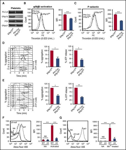 Figure 2. ERp72 is critical for platelet aggregation and interacts with β3 integrins. (A) Western blots of platelet lysates using a polyclonal rabbit anti–ERp72 antibody and antibodies against ERp57 and PDI. Shown are the PLCγ2 loading controls for ERp72. Blots are representative of 3 separate experiments, with separate loading controls run for ERp57 and PDI (not depicted). (B) ERp72-deficient platelets have defective thrombin (0.025 U/mL)–induced activation of αIIbβ3 (detected by the JON/A activation-dependent antibody). (C) P-selectin expression is decreased in thrombin-stimulated ERp72-null platelets. (B and C) Representative histogram (left) and combined results (right); mean ± SEM, n = 6 for each group, ***P < .001, Student t test. (D and E) Representative aggregation and ATP release tracings (left) and combined results (right) showing the defect in ERp72-deficient platelets using convulxin (15 ng/mL) or thrombin (0.025 U/mL); mean ± SEM, n = 3, *P < .05, **P < .01, Student t test. Aggregation and ATP secretion were monitored in the lumiaggregometer. (F and G) ERp72 interacts with β3 integrins on mouse platelets. Binding of Alexa Fluor 488–conjugated ERp72 to nonactivated (NA) and thrombin-activated (F) or Mn2+-treated (G) wild-type and β3-null mouse platelets. Cumulative data for ERp72 binding to thrombin-activated platelets (right panel of F) and to Mn2+-treated platelets (right panel of G); mean ± SEM, n = 3 for each group, ***P < .001, analysis of variance. Washed mouse platelets (3 × 108/mL) were preincubated with Alexa Fluor 488 ERp72 (30 μg/mL) for 10 minutes at room temperature and then activated by thrombin (0.1 U/mL) (F) or treated with Mn2+ (12 mM) (G) for 5 minutes at room temperature. Surface binding of Alexa Fluor 488 ERp72 was detected by flow cytometry. ATP, adenosine triphosphate.