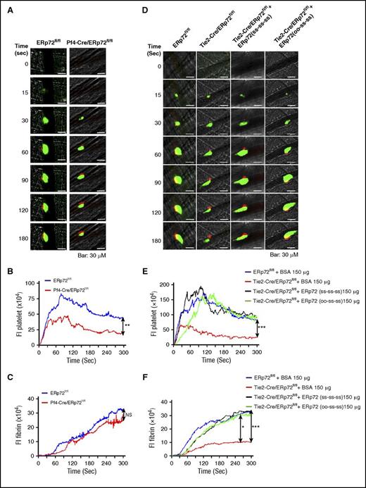 Figure 5. Intravascular ERp72 is required for platelet accumulation and fibrin formation in vivo. (A-C) Cremaster arteriole injury was induced in Pf4-Cre/ERp72fl/fl mice and their Cre-negative ERp72fl/fl littermate control mice. Platelets and fibrin accumulated at the site of injury were detected using anti-CD41 F(ab)2 fragments conjugated to Alexa Fluor 488 and anti–fibrin antibody conjugated to Alexa Fluor 647. (A) Representative fluorescence images in intravital microscopy for platelet accumulation (green) and fibrin deposition (red) at the indicated time points after injury . Original magnification ×64. Scale bar, 30 μm. The median integrated fluorescence intensities (FIs) of anti-CD41 (platelet, B) and anti–fibrin (fibrin, C) antibodies over 300 seconds. (D-F) Cremaster arteriole injury was induced in Tie2-Cre/ERp72fl/fl mice and Cre-negative ERp72fl/fl littermate control mice. Tie2-Cre/ERp72fl/fl mice were infused with ERp72(ss-ss-ss) or ERp72(oo-ss-ss) (150 μg/mouse). (D) Representative fluorescence images of platelet accumulation (green) and fibrin deposition (red). Original magnification ×64. Scale bar, 30 μm. The data of fluorescence intensities of anti–CD41 antibody (platelet, E) and anti–fibrin antibody (fibrin, F) were obtained from 30 thrombi in 3 mice. Fluorescence signal was not observed using fluorescently labeled control immunoglobulin G (not depicted). The area under the curve of fluorescence intensity over 300 seconds was analyzed using a Kruskal-Wallis test. Only significant differences are shown; *P < .05; ***P < .001. The data were obtained from 30 thrombi in 3 mice for each experimental condition.
