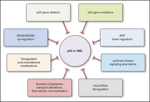 Figure 1. Wild-type p53 inactivating mechanisms in AML.