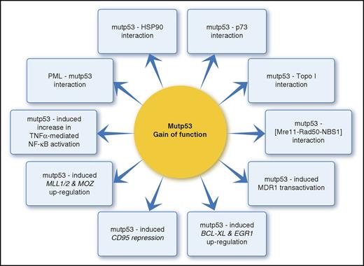 Figure 2. Mutant p53 gain of functions in AML. Topo I, topoisomerase I.