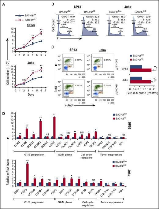 Figure 1. Silencing BACH2 in MCL increases cell proliferation and accelerates cell cycle progression. (A) Viable cells were counted using trypan blue staining in manipulated MCL cell lines. The data are presented the mean ± standard deviation (SD) from 3 independent experiments. Controls were mock-transfected cells (BACH2Con). (B) Representative cell-cycle distribution of BACH2KO or BACH2Con MCL cells. (C) Representative data showing an intracellular pulse staining of BrdU in BACH2KO or BACH2Con MCL cells (left). The population of BACH2KO cells in S phase was normalized to the control cells. Data are shown as the mean ± SD from 2 independent experiments (right). (D) mRNA levels of cell-cycle–related factors in BACH2KO or BACH2Con MCL cells. Each value from quantitative reverse-transcription PCR (qRT-PCR) was normalized to GAPDH and is presented as the mean ± SD. from 3 independent experiments. NS, not significant; *P < .05; **P < .01 (vs control cells; Student t test).