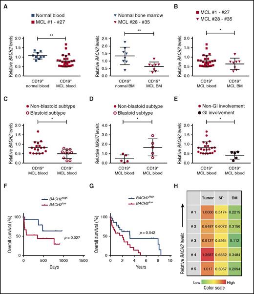 Figure 3. Decreased BACH2 levels are associated with an unfavorable prognosis in MCL patients and promote tumor dispersal. (A) CD19+ B cells isolated from either apheresis blood samples (MCL patients, n = 27; healthy donors, n = 9) (left) or BM samples (MCL patients, n = 8; healthy donors, n = 8) (right) were used to measure the BACH2 mRNA levels using qRT-PCR. Each condition was run in triplicate with the values normalized to GAPDH. (B) BACH2 mRNA levels were downregulated in MCL cells isolated from BM (n = 8) compared with MCL isolated from blood samples (n = 27). (C) CD19+ cells isolated from MCL blastoid patients (n = 10) contained lower levels of BACH2 than CD19+ cells from MCL nonblastoid patients (n = 17). (D) MKI67 mRNA levels were measured in CD19+ B cells isolated from MCL blastoid subtypes (n = 5) or non-blastoid subtypes (n = 5). (E) CD19+ cells isolated from MCL patients with gastrointestinal (GI) dispersal (n = 5) contained lower levels of BACH2 compared with those from MCL patients without GI dispersal (n = 22). (F) The overall survival of MCL patients was significantly lower in BACH2low MCL patients than in BACH2high MCL patients (P = .027, Mantel-Cox curve analysis). BACH2high and BACH2low refer to the upper and lower 50% of BACH2 levels in MCL patients, respectively. (G) The overall survival of MCL patients was analyzed in Oncomine database using the upper and lower 25% of BACH2 levels in MCL patients with a cutoff of 10 years (P = .042, Mantel-Cox curve analysis). (H) Heatmap of BACH2 mRNA levels in subcutaneous tumor cells, SP, or BM from xenografts bearing MCL cells (n = 5, #1-#5). The fold change in expression compared with #1 xenograft tumor cells is indicated by the color intensity, with green representing reduced expression and red representing elevated expression. The results are shown as the mean ± SD. *P < .05; **P < .01 (Student t test).