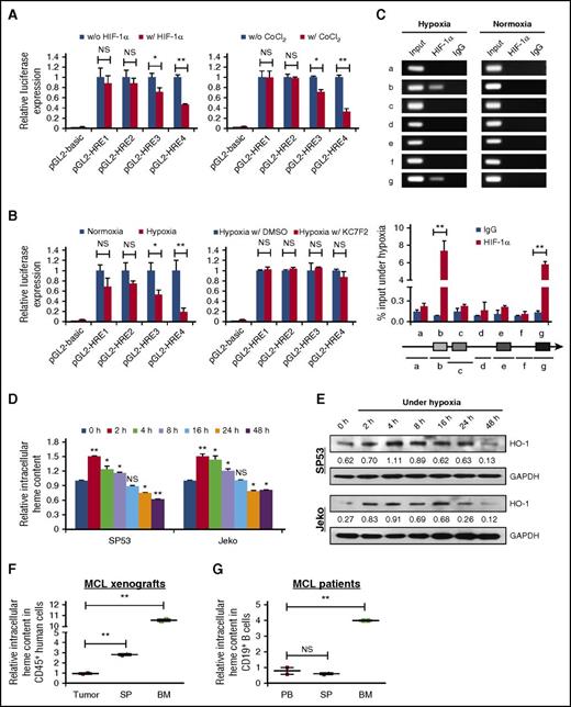 Figure 5. HIF-1α and heme are responsible for BACH2 repression under hypoxia. (A) 293T cells were transfected with truncated promoter plasmids with or without HIF-1α expression plasmids (left) or in the presence or absence of CoCl2 (24 hours prior to harvest) (right). An empty pGL2-basic plasmid was used as a negative control. The Renilla luciferase reporter pRL-SV40 was used as an internal control for normalization. Luciferase activity was measured 48 hours after transfection. The results are presented as the relative luciferase activity compared with the cells without HIF-1α expression or without CoCl2 treatment. (B) 293T cells were transfected with truncated promoter plasmids. During a 48-hour transfection, cells were cultured at 1% O2 for 4 hours with or without HIF-1α inhibitor KC7F2 (40 μmol/L), and luciferase activity was measured. Relative luciferase activity compared with that of cells cultured in normal conditions or with dimethyl sulfoxide (DMSO) (control) are indicated. (C) DNA fragments (a-g) amplified by PCR following ChIP assays are indicated (top). SP53 cells were cultured at 1% O2 for 4 hours. Chromatin was immunoprecipitated with antibodies against HIF-1α or control immunoglobulin G (IgG). Total chromatin before immunoprecipitation (input) was used as positive control for PCR. Samples processed under normoxia were used as negative controls. Further quantitative analyses of the ChIP assays in SP53 cells following hypoxia were analyzed using qRT-PCR and are presented as the mean ± SD values from 2 independent experiments (bottom). (D) Intracellular heme content was measured in MCL cells cultured under hypoxia at the indicated time. Each condition was run in duplicate with the values normalized to the controls (at 0 hours). (E) HO-1 protein levels were detected by immunoblotting using MCL cells cultured under hypoxia at the indicated time, with GAPDH as a loading control. HO-1/GAPDH values in each lane are indicated. (F) Intracellular heme levels of CD45+ human cells in subcutaneous tumors, SP, or BM from xenograft mice bearing MCL cells (n = 2). Values normalized to subcutaneous tumors are indicated. (G) CD19+ B cells isolated from PB, SP, or BM samples (n = 6) were used to measure the cellular heme levels. The values normalized to PB are indicated. NS, not significant; *P < .05; **P < .01 (vs control cells; Student t test).