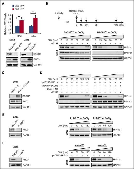 Figure 6. BACH2 modulates HIF-1α degradation by suppressing PHD3 under normoxia. (A) mRNA (top) and protein (bottom) levels of PHD3 were measured using qRT-PCR and immunoblots in BACH2KO or BACH2Con MCL cells. Each qRT-PCR value was normalized to GAPDH and represents the mean ± SD. GAPDH was used as a loading control for immunoblots. (B) Schematic of the experimental design (top). BACH2Con or BACH2KO SP53 MCL cells were treated with CoCl2 (200 μmol/L) for 16 hours followed by removal of CoCl2-containing medium and addition of cycloheximide (CHX; 50 μg/mL) or MG132 (5 μmol/L) at the indicated time. HIF-1α levels were determined by immunoblotting with GAPDH as a loading control (bottom). (C) PHD3 levels were measured in 293T cells transient transfected with BACH2 expression plasmids (pEGFP-BACH2) for 48 hours. The pEGFP-N1 empty vector was used as a control. GAPDH was used as a loading control. (D) 293T cells were transiently transfected with HIF-1α or BACH2 expression plasmids for 48 hours followed by addition of CHX (50 μg/mL) or MG132 (5 μmol/L) at the indicated time. The pEGFP-N1 empty vector was used as a control. HIF-1α stability was measured by immunoblotting with GAPDH as a loading control. (E) The knockout efficiency of CRISPR-Cas9–mediated deletion of PHD3 in SP53 MCL cells (left).The control cells were mock-transfected cells (PHD3Con). PHD3KO or PHD3Con SP53 cells were treated with CoCl2 (200 μmol/L) for 16 hours followed by removal of CoCl2 and addition of CHX (50 μg/mL) at the indicated time. HIF-1α levels were determined by immunoblotting with GAPDH as a loading control. (F) The knockout efficiency of CRISPR-Cas9–mediated deletion of PHD3 in 293T cells (left). Manipulated 293T cells were transiently transfected with HIF-1α expression plasmids for 48 hours. Cells treated with CHX were harvested at the indicated times. HIF-1α levels were measured by immunoblotting with GAPDH as a loading control.