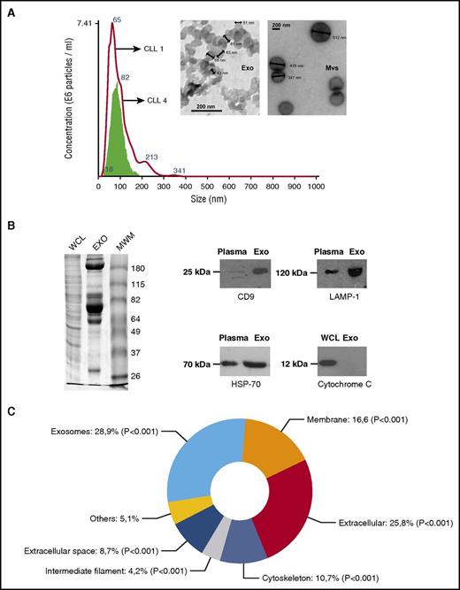 Figure 1. Characterization and proteomic analysis of CLL plasma-derived exosomes. (A) Electron microscopy and NanoSight analysis of exosomes (Exo) purified from CLL plasmas. Comparative electron micrographs of MVs and exosomes from the same patient are depicted. Blue numbers indicate size of main peaks. (B) Sodium dodecyl sulfate polyacrylamide gel electrophoresis (SDS-PAGE) and immunoblot characterization of plasma-derived exosomes. After protein quantification, exosomes were lysed in Laemmli buffer to perform SDS-PAGE and immunoblot. Different migration profiles in SDS-PAGE of exosome fractions and immunoblot with specific monoclonal antibodies against typical exosome proteins were used to validate the quality of our isolation technique. The proteins identified were tetraspanin CD9, heat shock protein HSP-70, and lysosomal marker LAMP-1. These were compared with the plasma of the same patient at the same disease time. Cytochrome C was also evaluated comparing whole-cell lysate (WCL) with plasma-derived exosomes of the same patient. (C) Subcellular localization of the proteins present in the plasma-derived exosomes purified of the different subgroups was analyzed by FunRich software. MWM, molecular-weight marker.