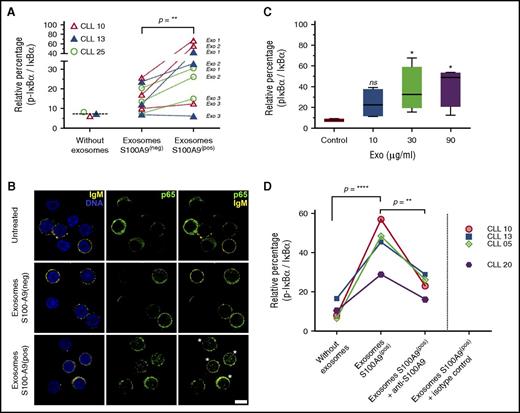 Figure 6. Plasma-derived exosomes with S100-A9 cargo promote NF-κB pathway activation in leukemic cells. (A-B) NF-κB pathway is activated after in vitro incubation with plasma-derived exosomes (Exo) carrying S100-A9. PBMCs of unmutated and mutated CLLs were incubated in RPMI 1640 and fetal bovine serum with plasma-derived exosomes (S100-A9+) extracted from Prog-ddp and plasma-derived exosomes without S100-A9 extracted from Prog-dt samples (90 minutes; 60 μg/ml of total protein). Negative and positive exosomes were categorized by immunoblot. NF-κB activation was determined as the relative percentage by densitometry of the corresponding signal from phosphorylated IκB-α/total IκB-α. “Without exosomes” indicates basal phosphorylation of IκB-α in the PBMCs of CLLs. Significant changes were observed in the rate of IκB-α phosphorylation after incubation with S100-A9+ plasma-derived exosomes compared with their counterparts (S100-A9− plasma-derived exosomes; Wilcoxon signed rank test, P = .0078). In this experiment, PBMCs at disease onset from 3 different patients, 2 with unmutated and 1 with mutated CLL (CLLs 10 and 13 and CLL 25, respectively) were incubated with plasma-derived exosomes from 3 different CLLs (Exo1, CLL 02; Exo2, CLL 05; Exo3, CLL 07) extracted at disease onset (S100-A9−) and during disease progression (S100-A9+). NF-κB pathway activation after incubation with plasma-derived exosomes carrying S100-A9 was also evidenced by p65 nuclear translocation. After 2 hours of incubation with plasma-derived exosomes (with or without S100-A9), PBMCs of the 3 CLLs were collected and stained with anti-IgM, anti-CD5, and anti-p65 transcription factor. A representative figure of the 3 patients with CLL studied is provided in Figure 5B. Green color indicates p65, and yellow staining corresponds to IgM+ cells. DNA staining with methyl green was performed. More than 95% of IgM cells for CLL 10 and 13 and 72% for CLL 25 were positive for CD5 marker (estimated by flow cytometry analysis and confocal microscopy; data not shown). Leukemic cells after incubation with exosomes carrying S100-A9 with increased nuclear localization of p65 transcription factor are highlighted by white asterisks. Scale bar, 5μm (lower right). (C) Phosphorylation of IκB-α in PBMCs of CLL after 90-minute incubation with increasing concentrations of plasma-derived exosomes carrying S100-A9. Data are reported as relative changes of phosphorylated IκB-α/total IκB-α. (D) Monoclonal antibody against S100-A9 was used to block the interaction of S100-A9+ exosomes with leukemic cells. To confirm the specificity of NF-κB activation, 60 μg of CLL plasma-derived exosomes (S100-A9+) were extracted from patient 01 and preincubated for 60 minutes with polyclonal antibody anti–S100-A9 at 6°C or with isotype control. Next, PBMCs from 4 different patients were incubated for 90 minutes at 37°C with these cocktails (S100-A9+ exosomes plus anti–S100-A9 antibody, S100-A9+ exosomes, and S100-A9+ exosomes plus isotype control antibody). Low levels of IκB-α phosphorylation were found after PBMC incubation with anti–S100-A9 (data not shown). This unspecific activation was subtracted to obtain the values corresponding to the “exosomes S100-A9+ plus anti–S100-A9 group. Our results showed a significant reduction in the 4 samples in the ratio p-IκB-α / IκB-α after CLL PBMCs were incubated with S100-A9+ exosomes plus anti–S100-A9 antibody (mean, 22) compared with CLL PBMCs incubated only with S100-A9+ exosomes (mean, 44.95; 1-way analysis of variance P < .01). Significant differences were found between CLL PBMCs incubated only with S100-A9+ exosomes compared with untreated CLLs (mean, 10.40; without exosomes).
