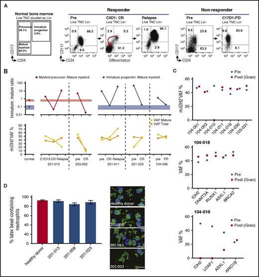 Figure 3. Clinical response to mIDH2 inhibition is associated with induction of myeloid differentiation. (A) Representative immunophenotypic analyses by flow cytometry on sequential bone marrow samples. Cell-surface markers studied are shown. Data from a responding patient (pretreatment to CR to relapse) (left). Data from a nonresponding patient (pretreatment to progressive disease) who remained in stable disease during treatment (right). Numbers in FACS plots refer to the size of the population as a percentage of lineage-negative bone marrow mononuclear cells. For normal bone marrow (n = 12), the standard deviation is ±2.7% for immature progenitor, ±9.6% for immature precursors, and ±9.7% for mature myeloid cells. (B) Graph showing ratio of immature to mature cell populations by flow cytometry from bone marrow over time (top): the average ratios of myeloid progenitor or myeloid precursors to mature myeloid cells in bone marrow from normal donors (n = 12) and 5 patients who had either a CR or a PR with enasidenib are shown. In patient 201-010, the changing size of myeloid precursor (red) cell populations in relation to mature myeloid cells is shown. In the remaining 3 patients, the changing size of myeloid progenitor (blue) populations to mature cells is shown. Colored bars represent the 95% confidence intervals in normal controls. The mIDH2 VAF in each patient at different time points in all bone marrow mononuclear cells (VAF total) and in FACS-sorted mature myeloid cells (CD34−CD117−) are shown (bottom). (C) mIDH2 VAF in bone marrow mononuclear cells prior to treatment (blue) and in sorted peripheral blood neutrophils at time of best response (red) in 7 patients achieving CR (top). VAF of indicated mutation in bone marrow mononuclear cells prior to treatment and in sorted peripheral blood neutrophils at time of best response in 2 patients achieving CR (middle and bottom). (D) Histogram of the percentages of functional neutrophils observed in ex vivo enasidenib-treated patient samples (left) and representative images (right) assessed by phagocytic assay quantifying neutrophils (blue) that contained latex beads (green). The percentage of neutrophils containing beads was measured by scoring 5 different fields of view per sample. BRCA2, breast cancer type 2; Gran, granulocyte; PD, progressive disease; Post, time of best response; Pre, prior to treatment; TNC, total nucleated cell count.