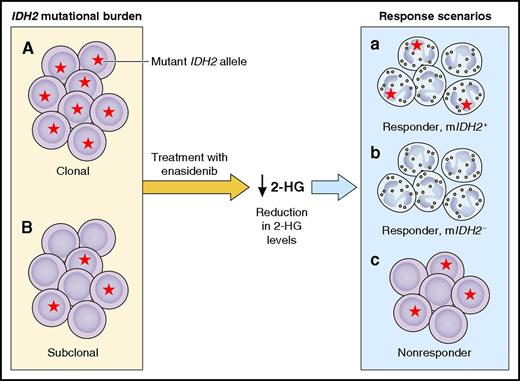 Response dynamics in IDH2 mutant AML patients treated with enasidenib. Mutational burden in IDH2 mutant (mIDH2) AML can vary between the clonal (A) or subclonal (B) presence of a mIDH2 allele. In virtually all patients, treatment with enasidenib strongly reduced 2-HG plasma levels. In spite of this near-universal effect on 2-HG, various response scenarios were observed. Some patients showed evidence of a clinical response, schematically depicted in response scenarios a and b as differentiation of blasts to mature neutrophils. Of those patients, some remained mIDH2+ (a), whereas others became mIDH2− (b). A third group of patients did not attain a clinical response, schematically depicted as a continued predominance of blasts that are partly or completely mIDH2+ (c). This simplified figure only indicates the extreme situations of either CR or complete resistance. Professional illustration by Patrick Lane, ScEYEnce Studios.
