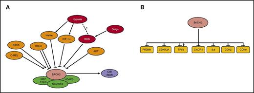 Schematic representation of known mechanisms regulating BACH2 in B cells (A) and of genes regulated by BACH2 (B). Arrows, positive regulation; flat ends, negative regulation. Question mark and dashed line indicate an unknown connection. Green, protein binding to BACH2; orange, upstream proteins; red, biologic or experimental conditions; yellow, downstream targets.