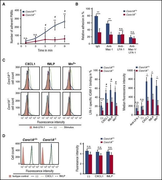 Figure 2. Coro1A controls PMN adhesion under flow conditions by regulating LFA-1 affinity. (A) Induction of adhesion of Coro1A+/+ and Coro1A−/− PMNs under flow conditions (1 dyne/cm2) in microflow chambers coated with immobilized rmP-selectin, rmICAM-1, and rmCXCL1 at indicated times (n = 5). *P < .05; **P < .001 versus Coro1A−/− PMNs; #P < .05 versus initially adherent Coro1A+/+ PMNs at 1 minute. Mean ± standard deviation. (B) Induction of PMN adhesion in the presence of LFA-1 (clone M17/4, CD11a) or Mac-1 (clone M1/70, CD11b) function blocking or both, or control antibodies (IgG) under flow conditions (1 dyne/cm2). Relative adhesion of Coro1A+/+ and Coro1A−/− PMNs in percentage of all interacting PMNs (100%) after stimulation with rmCXCL1 for 9 minutes (n = 4). **P < .001. Mean ± standard deviation. (C) LFA-1 specific rmICAM-1 binding of Coro1A+/+ and Coro1A−/− PMNs stimulated for 3 minutes with 100 ng/mL of rmCXCL1, 10 μM of fMLP, 5 mM of Mn2+, or left unstimulated (minus sign). Mac-1 binding to rmICAM-1 was prevented by using a function blocking anti–Mac-1 antibody (clone M1/70). Fluorescence histograms (left) and quantitative analysis indicating percentage of cells positive for LFA-1 specific rmICAM-1-Fc binding in percentage of all PMNs (100%; middle), and median fluorescence intensity (right). Anti-LFA-1 antibody (clone M17/4, CD11a) was used to define negative control (n = 9, minus sign, unstimulated; n = 6, fMLP, rmCXCL1; n = 3, Mn2+). #P < .05; *P < .05 versus unstimulated control. Mean ± standard deviation. (D) CD11a cell surface expression of Coro1A+/+ and Coro1A−/− PMNs stimulated for 20 minutes with 100 ng/mL of rmCXCL1, 10 μM of fMLP, or left unstimulated (minus sign), isotype control (orange). Fluorescence histograms (left) and quantitative analysis (right) (n = 4). Mean ± standard deviation. n.s., not significant.