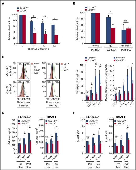 Figure 3. Mac-1 affinity regulation via Coro1A impacts PMN adhesion strengthening and spreading. (A) Quantitative analysis of adherent Coro1A+/+ and Coro1A−/− PMNs under flow conditions (1 dyne/cm2) on immobilized fibrinogen in percentage of adherent cells prior to onset of shear stress (100%) at indicated time points (n = 4). #P < .05; ##P < .001; *P < .05 versus initially adherent cells. Mean ± standard deviation. (B) Adhesion strengthening of Coro1A+/+ and Coro1A−/− PMNs on immobilized fibrinogen in the presence of a function blocking anti-Mac-1 antibody (clone M1/70, CD11b) or an isotype control antibody (IgG) under flow conditions (1 dyne/cm2). Relative adhesion of Coro1A+/+ and Coro1A−/− PMNs in percentage of all interacting PMNs prior to onset of shear stress (pre flow, 100%) (n = 3). *P < .05. Mean ± standard deviation. (C) Flow cytometric analysis of soluble fibrinogen binding to Coro1A+/+ and Coro1A−/− PMNs stimulated for 20 minutes with 100 ng/mL of rmCXCL1, 10 μM of fMLP, 5 mM of Mn2+, or left unstimulated (minus sign). Percentage of PMN positive for fibrinogen binding was calculated by defining a threshold of fluorescence intensity at which 95% of PMN in the EDTA control were considered negative. Fluorescence histograms (left) and quantitative analysis showing percentage (middle) and median fluorescence intensity (right) of cells with positive fibrinogen binding (n = 6, rmCXCL1, fMLP; n = 3, Mn2+). #P < .05; *P < .05 versus unstimulated control. Mean ± standard deviation. (D-E) The fMLP-induced spreading and polarization of Coro1A+/+ and Coro1A−/− PMNs upon exposure to immobilized fibrinogen or rmICAM-1 under static conditions (pre flow) or after application of flow (post flow, 1 dyne/cm2) at indicated time points as calculated by measuring the cell area (D) and the aspect ratio (E) (n = 4, fibrinogen, ≥68 Coro1A+/+ and ≥55 Coro1A−/− PMNs; n = 3, rmICAM-1, ≥53 Coro1A+/+ and ≥50 Coro1A−/− PMNs). Mean ± standard deviation. *P < .05.