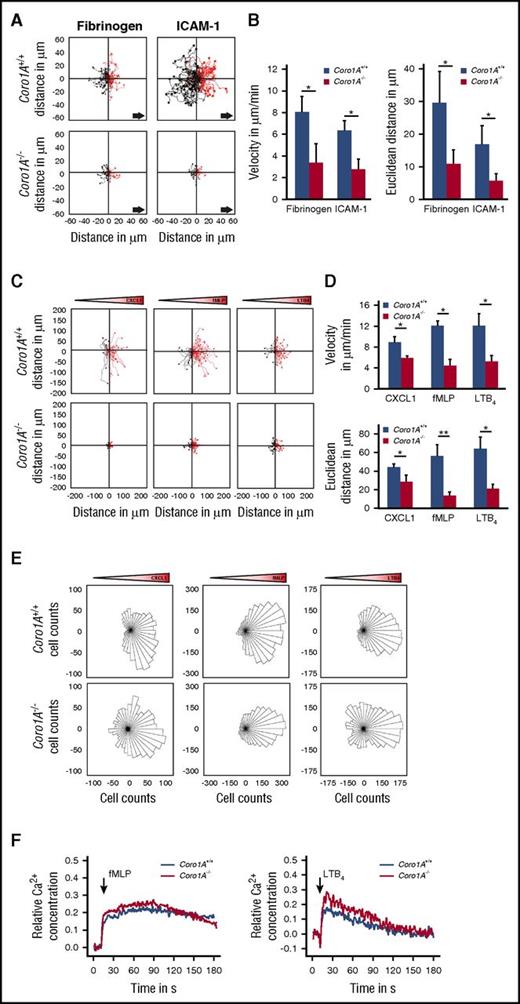 Figure 4. Coro1A is required for efficient migration of PMNs but is dispensable for GPCR-proximal Ca2+ signaling of PMNs. (A-B) Mechanotactic migration of Coro1A+/+ and Coro1A−/− PMNs under flow (1 dyne/cm2) using microflow chambers coated with immobilized fibrinogen or rmICAM-1 in the presence of 10 µM of fMLP. (A) Single-cell migration tracks after 10 minutes of flow. Arrows indicate direction of flow. (B) Mean migration velocity and mean Euclidean distance (n = 4, fibrinogen; n = 3, rmICAM-1). Mean ± standard deviation. (C-E) Chemotactic migration of Coro1A+/+ and Coro1A−/− PMNs toward gradients of 100 ng/mL of rmCXCL1, 10 µM of fMLP, or 100 nM of LTB4 using Zigmond chambers. Gradient cones indicate orientation of gradients. (C) Single-cell migration tracks. (D) Mean migration velocity and mean Euclidean distance are graphed (n = 3). Mean ± standard deviation. (E) Rose diagrams. The area of each sector is proportional to the frequency of the migration vectors of tracked Coro1A+/+ and Coro1A−/− PMNs pointed in the respective direction in response to gradients of rmCXCL1, fMLP, or LTB4. Rose plots shown are representative of 3 independent experiments. (F) Ca2+ signaling in Coro1A+/+ and Coro1A−/− PMNs upon stimulation with 10 µM of fMLP (left) or 100 nM of LTB4 (right). Cytosolic Ca2+ concentration was measured in Fura-2 AM-labeled PMNs. Relative concentration was determined in percentage of maximum Ca2+ response upon treatment with 12 µM of ionomycin. Data are representative of 4 independent experiments. *P < .05.