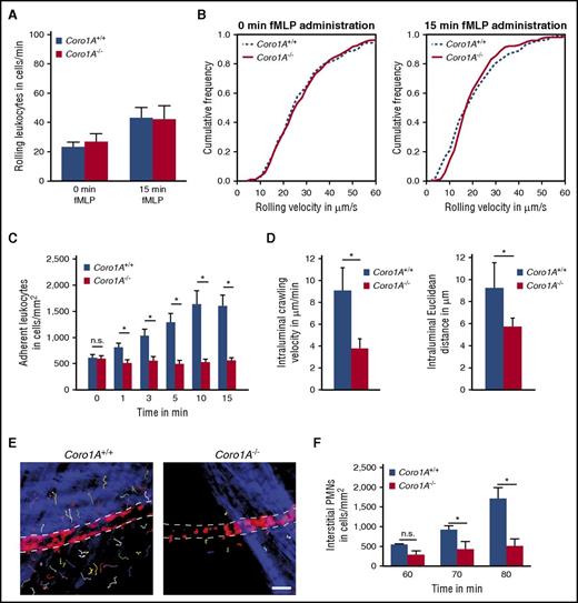 Figure 5. Coro1A is critical for PMN trafficking in innate immunity. (A-F) IVM of fMLP-superfused postcapillary cremaster muscle venules of Coro1A+/+ and Coro1A−/− mice. (A) Rolling leukocytes before (0 minutes) and 15 minutes after fMLP superfusion (n = 18 vessels per 5 mice, Coro1A+/+; n = 16 vessels per 5 mice; Coro1A−/−). Mean ± standard error of the mean. (B) Cumulative frequency distribution of leukocyte rolling velocities (n = 169 cells per 18 vessels per 5 mice, Coro1A+/+; n = 154 cells per 16 vessels per 5 mice, Coro1A−/−). (C) Adherent leukocytes before (0 minute) and during fMLP superfusion for indicated time periods (n = 9 vessels per 5 mice, Coro1A+/+; n = 9 vessels per 5 mice, Coro1A−/−). Mean ± standard error of the mean. (D) Mean velocity and mean Euclidean distance of PMNs during intraluminal crawling (n = 538 cells per 11 vessels per 3 mice, Coro1A+/+; n = 232 cells per 21 vessels per 6 mice, Coro1A−/−). Mean ± standard error of the mean. (E) Microscopic images after 70 minutes of fMLP superfusion. Interstitial PMN migration routes were tracked. Scale bar, 30 µm. (F) Interstitial PMN accumulation after fMLP superfusion for indicated time periods (n ≥ 319 cells per 29 vessels per 5 mice, Coro1A+/+; n ≥ 104 cells per 35 vessels per 7 mice, Coro1A−/−). Mean ± standard error of the mean.*P < .05 versus Coro1A+/+ mice.