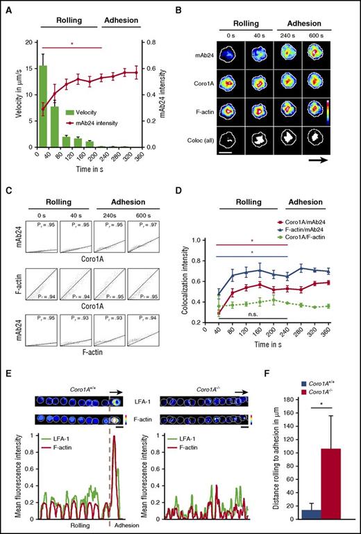 Figure 7. Coro1A controls affinity regulation and clustering of LFA-1 critical for PMN adhesion under flow. In vitro flow chamber assays were performed with dHL-60-Coro1A-EGFP cells by using spinning-disk confocal microscopy. (A) Kinetics of induction of β2 integrin high-affinity conformation were analyzed by binding of mAb24 antibody. Single-cell velocity and mAb24 intensity values were measured at indicated time points. Data of 3 representative cells from 3 independent experiments are shown. Mean ± standard deviation. (B) Representative pseudocolored snapshots demonstrating the subcellular localization of high-affinity β2 integrins (mAb24), Coro1A, F-actin, and colocalization of all 3 molecules (white) during rolling and adhesion in single-cell analysis. Arrow indicates direction of flow. (C) Scatter plots of high-affinity LFA-1, Coro1A, and F-actin intensity profiles in single-cell analysis. Colocalization was monitored by calculating the Pearson’s correlation coefficient (Pr) at indicated time points. (D) Intensity profiles of colocalized Coro1A/mAb24, mAb24/F-actin, and Coro1A/F-actin complexes during rolling and adhesion. Data of 3 representative cells from 3 independent experiments are shown. Mean ± standard deviation. (E) Representative pseudocolored overlay of single time points and intensity profiles demonstrating LFA-1 clustering using the Alexa Fluor 594-conjugated anti-CD11a antibody (clone 2D7) and F-actin accumulation in Coro1A+/+ and Coro1A−/− PMNs during rolling and adhesion. Arrow indicates direction of flow. A representative PMN from 3 independent experiments with a total of 33 Coro1A+/+ and 34 Coro1A−/− PMNs is shown. (F) Quantitative analysis of rolling distance until the onset of adhesion in Coro1A+/+ and Coro1A−/− PMNs (n = 3 with a total of 137 Coro1A+/+ and 24 Coro1A−/− PMNs). Mean ± standard deviation. Scale bars, 10 µm. Color scales, heat maps. *P < .05.