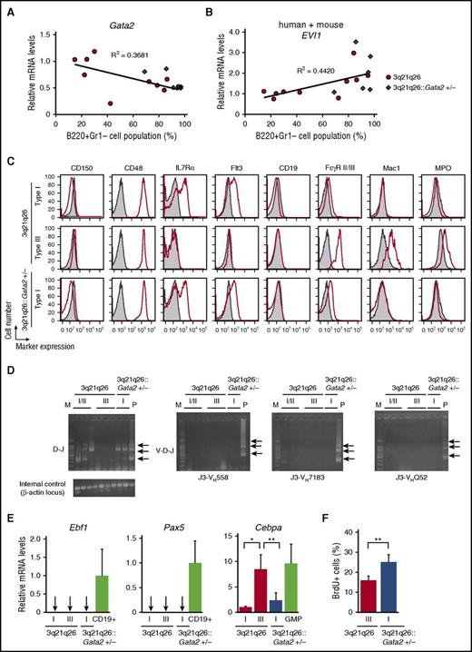 Figure 4. B220+ Gr1– c-Kit+ leukemic populations differ in phenotypic characteristics as a consequence of Gata2 haploinsufficiency. (A-B) Correlation between the percentage of B220+Gr1– cell populations in the bone marrows and expression levels of mouse endogenous Gata2 (A) and total (human + mouse) EVI1 (B) mRNAs in the B220+Gr1–c-Kit+ cells of 3q21q26 (n = 10) or 3q21q26::Gata2+/− (n = 6) mice. The abundance of Gata2 and total (human + mouse) EVI1 mRNAs was normalized to Gapdh abundance. Average values for the 3q21q26 Type III leukemic mice were set to 1. Linear approximations and R2 values of the 3q21q26 leukemic mice are shown. (C) Representative flow cytometric profiles of CD150, CD48, IL7Rα, Flt3, CD19, FcγR II/III, Mac1, and myeloperoxidase (MPO) in the B220+Gr1–c-Kit+ bone marrow cells from leukemic 3q21q26 Type I (upper panels) and III (middle panels) and 3q21q26::Gata2+/− Type I (lower panels) mice (red lines). Negative (unstained) control samples are shown in gray. (D) D-J and V-D-J rearrangements in B220+Gr1–c-Kit+ cells of the 3q21q26 Type I and III leukemia and the 3q21q26::Gata2+/− Type I leukemia. Arrows indicate the position of amplified fragments of ∼1033, ∼716, or ∼333 bp (D-J rearrangements) or ∼1058, ∼741, or ∼358 bp (V-D-J rearrangements) using primer pairs J3-VH558, J3-VH7183, and J3-VHQ52 (see supplemental Data). M and P indicate lanes loaded with a DNA marker or a positive control (polymerase chain reaction products from genomic DNA of WT mouse CD19+ cells). (E) Expression levels of Ebf1 (left panel), Pax5 (center panel) and Cebpa mRNA (right panel) in the B220+Gr1–c-Kit+ cells from 3q21q26 Type I (n = 3), Type III (n = 4), or the 3q21q26::Gata2+/− Type I (n = 6) leukemic mice. CD19+ B cells and granulocyte-macrophage progenitor (GMP) cells in WT mice are used for positive controls of Ebf1 and Pax5 and as a positive control for Cebpa expression, respectively. The abundance of each mRNA was normalized to Gapdh. Average values for the 3q21q26 Type I leukemic mice were set to 1. Arrows indicate undetectable or slight expression levels. (F) The percentages of BrdU+ cells in the B220+Gr1–c-Kit+ population of the 3q21q26 Type III (n = 3) or 3q21q26::Gata2+/− Type I (n = 6) leukemic bone marrows. B220+Gr1–c-Kit+ cells were analyzed 2 hours after intraperitoneal injection of BrdU. Bar graphs represent mean ± SD. *P < .05; **P < .01.