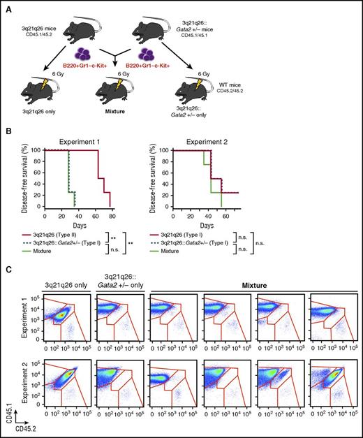 Figure 5. 3q21q26::Gata2+/− leukemia cells expand advantageously compared with the 3q21q26 leukemia cells. (A) Schema for the transplantation analysis. Either 5 × 104 B220+Gr1–c-Kit+ cells from leukemic 3q21q26 mice (CD45.1/CD45.2 heterozygotes), and/or from 3q21q26::Gata2+/− (CD45.1 homozygous) mice, or a mixture of 2.5 × 104 cells each from those same populations were independently transplanted into 3 sets of sublethally irradiated CD45.2 WT mice. (B) Kaplan-Meier survival curves of mice that received B220+Gr1–c-Kit+ cells from leukemic 3q21q26 and 3q21q26::Gata2+/− mice. In Experiment 1 (left panel), the B220+Gr1–c-Kit+ cells from leukemic 3q21q26 Type II mice (n = 4; median, 66.5 days), 3q21q26::Gata2+/− mice Type I (n = 4; median, 28.0 days), and the mixture (n = 4; median, 28.0 days) were observed for the given days survived. In Experiment 2 (right panel), B220+Gr1–c-Kit+ cells from leukemic 3q21q26 Type I mice (n = 4; median, 49.0 days), 3q21q26::Gata2+/− Type I mice (n = 4; median, 48.5 days), and the mixture (n = 4; median, 42.0 days) were observed for survival. (C) Flow cytometric patterns of CD45.1 and CD45.2 in the bone marrows of WT mice receiving B220+Gr1–c-Kit+ cells from 3q21q26 or 3q21q26::Gata2+/− mice alone or from the mixture. **P < .01. n.s., not significant.